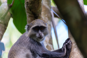 Monkey in tree in Jozani Forest of Zanzibar island, Tanzania - Image