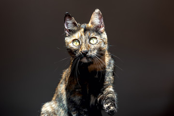 Tortoise cat on black background