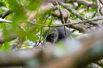 Monkey in tree in Jozani Forest of Zanzibar island, Tanzania - Image