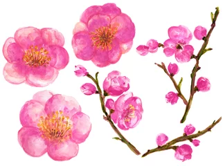 Foto op Canvas Watercolor botanical illustration of Chinese flower elements Pink flowers collection with leaves and blossom hand paint © HoyaBouquet