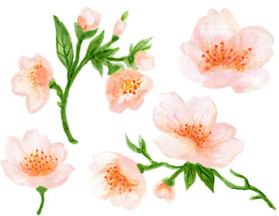 Watercolor botanical illustration of Chinese flower elements Pink flowers collection with leaves and blossom hand paint