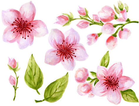Watercolor botanical illustration of Chinese flower elements Pink flowers collection with leaves and blossom hand paint