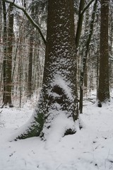 Verschneiter Baum im Siebenmühlental in Leinfelden-Echterdingen