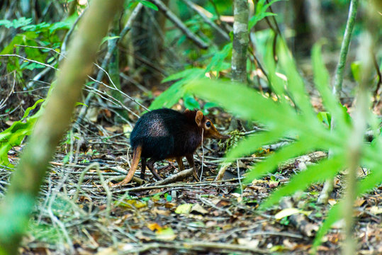 Elephant Shrews In Jozani Forest Of Zanzibar Island, Tanzania - Image