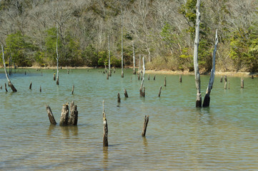 In the forest, a pond where dead trees stand