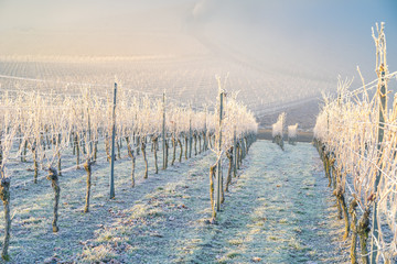 Winter und morgendlicher Bodenfrost im Weinberg