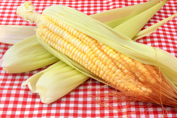 raw and fresh corn on the cob isolated on checkered fabric. Copy Space.