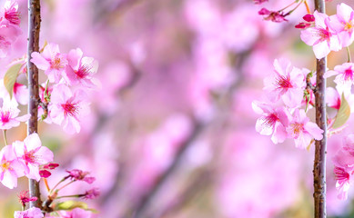 Beautiful cherry blossoms sakura tree bloom in spring over the garden, copy space, close up.