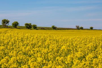A South Downs landscape in spring, with a canola/rapeseed field
