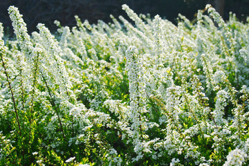 風にゆれる白い花畑(ユキヤナギ 3月)