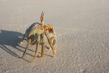 Crab on the sand on a sunny day. shadow in the sand