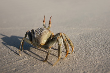 Crab on the sand on a sunny day. marine inhabitants. shadow in the sand