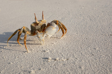 Crab on the sand on a sunny day. big crab claws. shadow in the sand