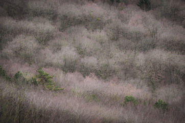 Treetop close-up in winter