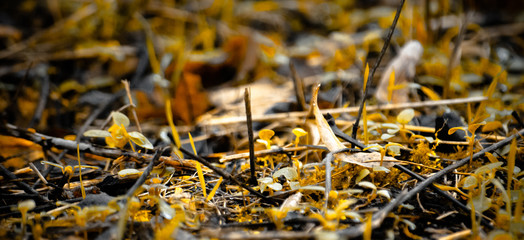 Yellow grass in autumn close-up