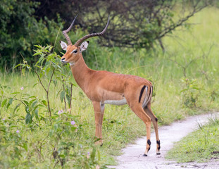 A impala male