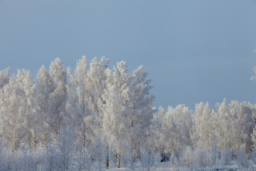 winter landscape, branches of trees in frost