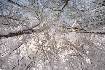 snowy forest and sky in perspective
