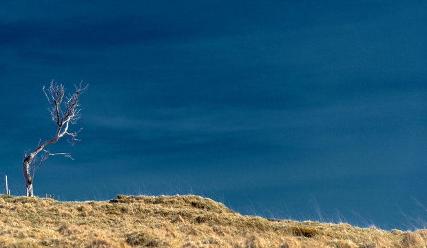 Arbre isol&eacute; &agrave; Bord, Lofoten, Norv&egrave;ge