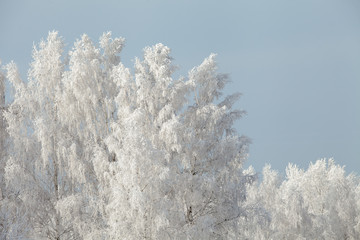 Beautiful winter frosty forest covered with snow and hoarfrost