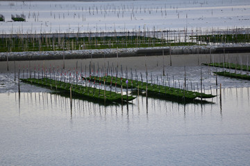 海苔の養殖場