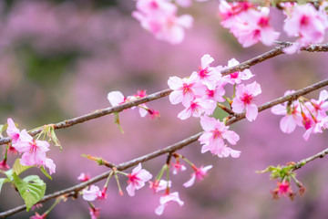 Fototapeta na wymiar Beautiful cherry blossoms sakura tree bloom in spring over the garden, copy space, close up.