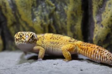 gekko