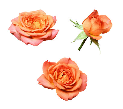 Set of orange rose flowers isolated on white