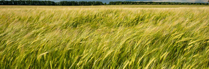 forest and wheat field and thunderclouds.  Web banner.