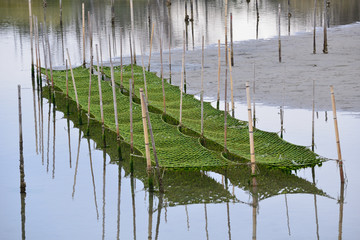 海苔の養殖場