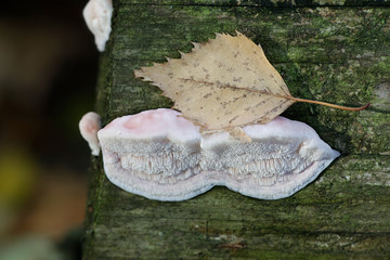 Pink sherbet polypore, also called soft bracket fungus, Leptoporus mollis