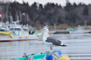 うみねこ