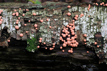 Lycogala epidendrum, commonly known as wolf's milk or groening's slime mold