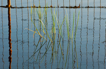 Reflection of reeds and iron hedges in the water