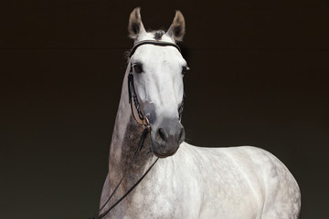 Naklejka premium Czysty hiszpański koń lub PRE, portret na ciemnym tle