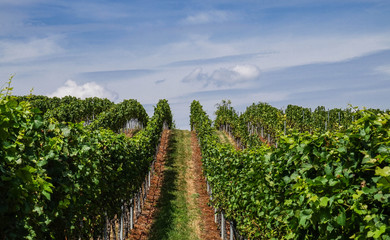 Blick in den Weinberg