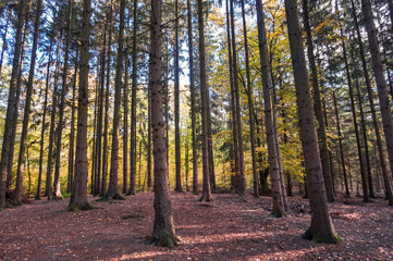 Obraz premium Bäume im Herbstwald