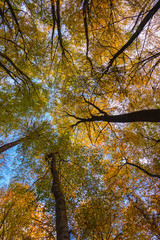 Blick in die Baumkronen