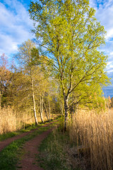 Gravel road and evening rural landscape, Foglo, Aland islands