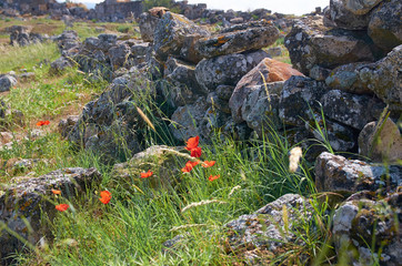 Poppies in the mountains