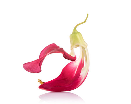 Red Agasta flower, Sesban or  Vegetable humming bird isolated on white