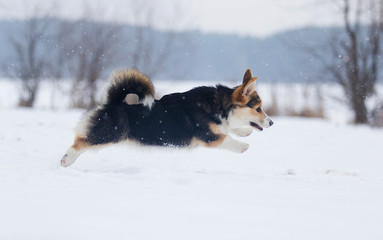 puppy welsh corgi running in snow