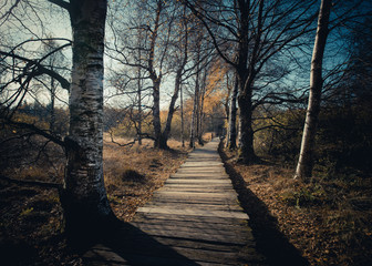 Obraz premium Steg im Moor