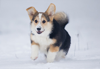 puppy welsh corgi running in snow