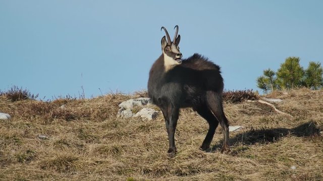 Chamois of the Alps (Rupicapra rupicapra) mating