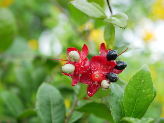 red berries on branch