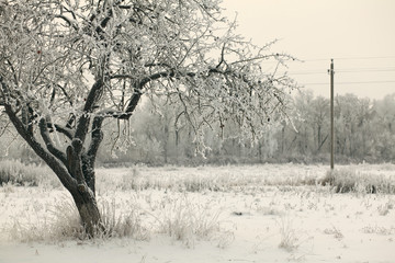 frozen snowy garden/winter background