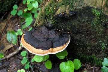 Fototapeta premium Red belt conk, Fomitopsis pinicola