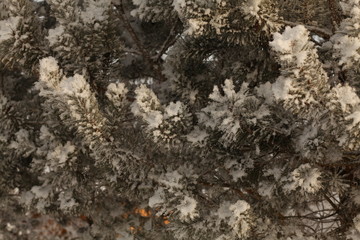 winter frozen plants