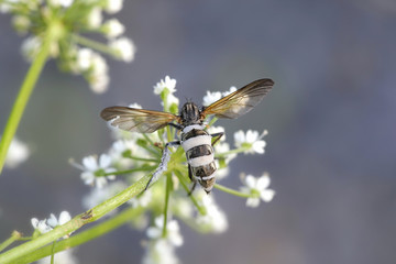 Entomophthora fungus as biological control agent for flies